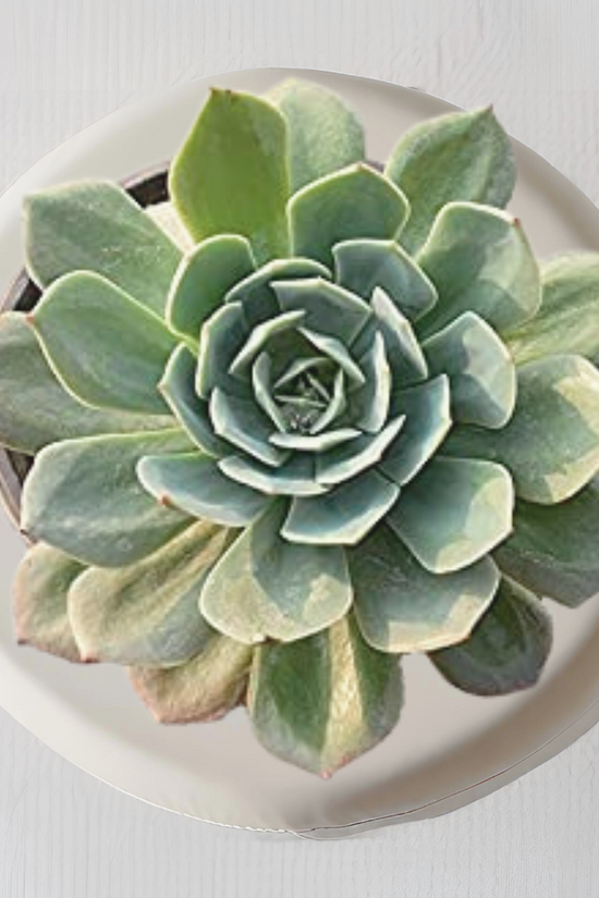 Secunda succulent plant for tabletops
