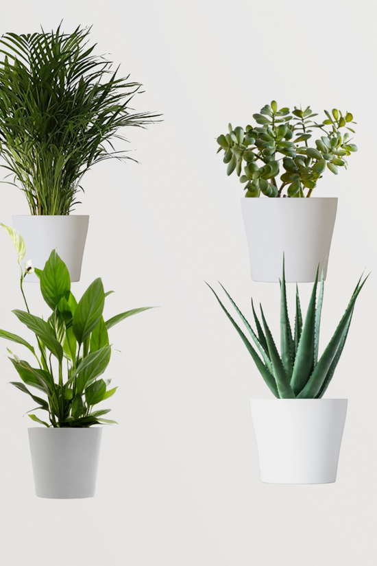 Feng Shui plant gift combo
