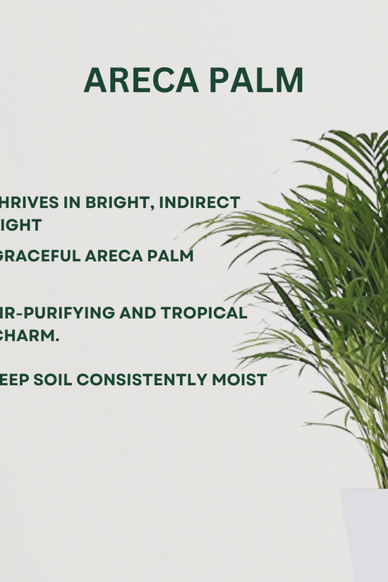 Feng Shui plant gift combo
