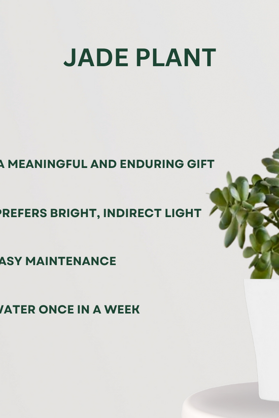 Feng Shui plant gift combo
