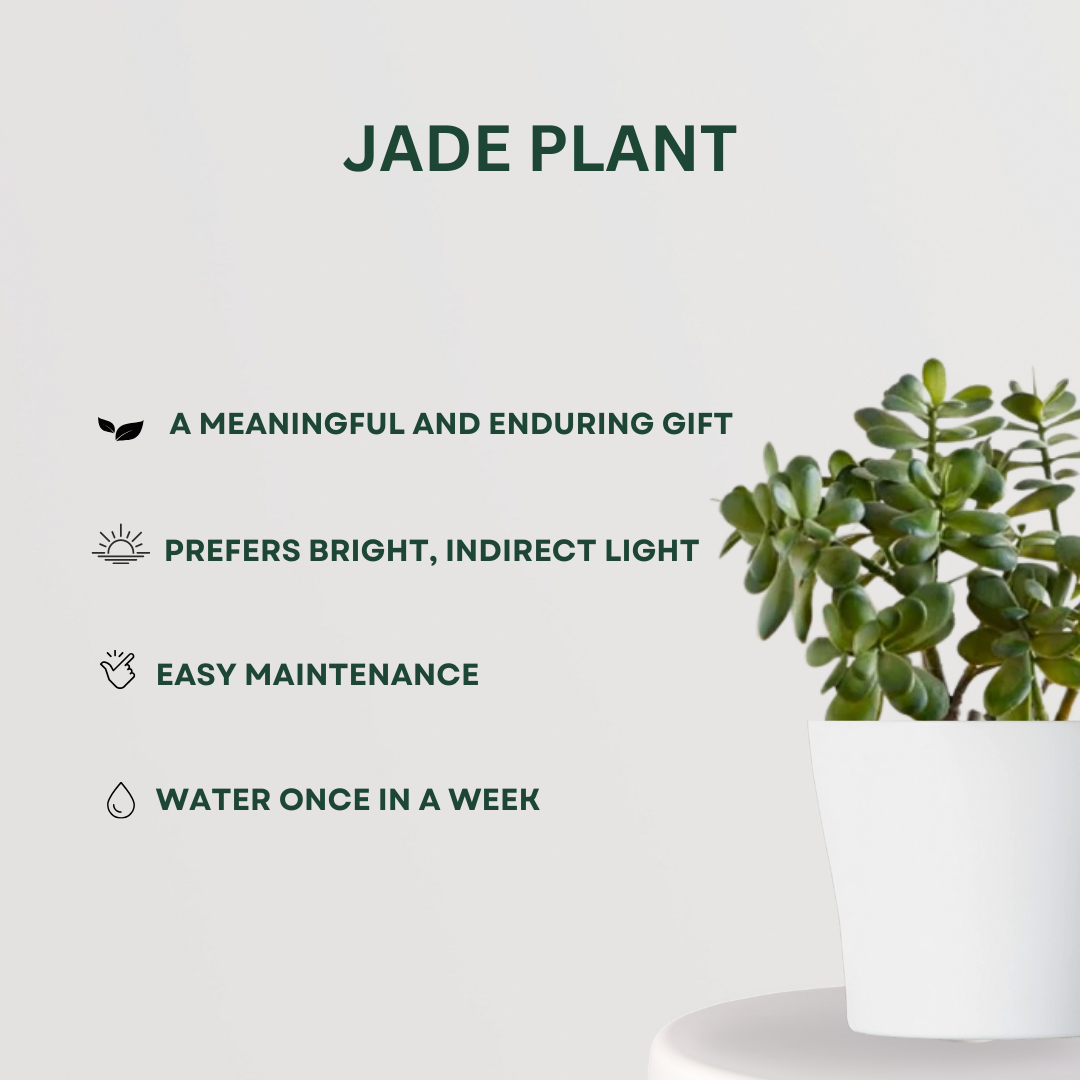 Feng Shui plant gift combo
