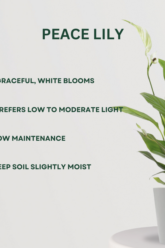 Feng Shui plant gift combo
