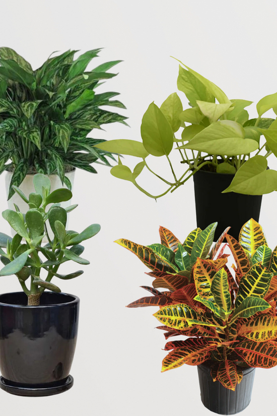 Set of 4 air purifying indoor plants
