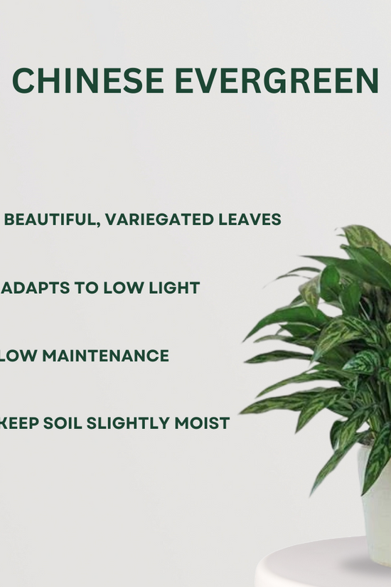 Set of 4 air purifying indoor plants
