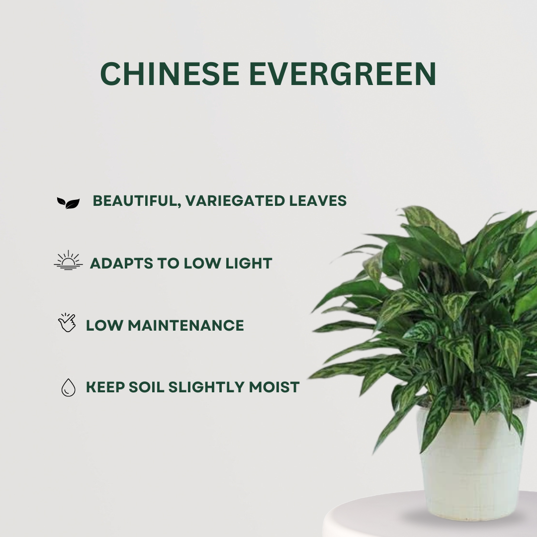 Set of 4 Indoor Plants - Golden Pothos, Jade Plant, Chinese Evergreen, Variegated Croton - Gardengram