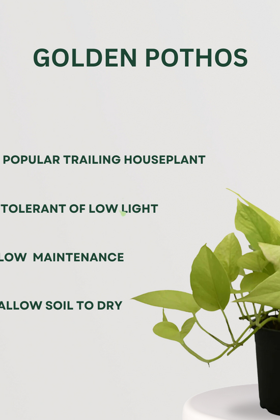 Set of 4 air purifying indoor plants
