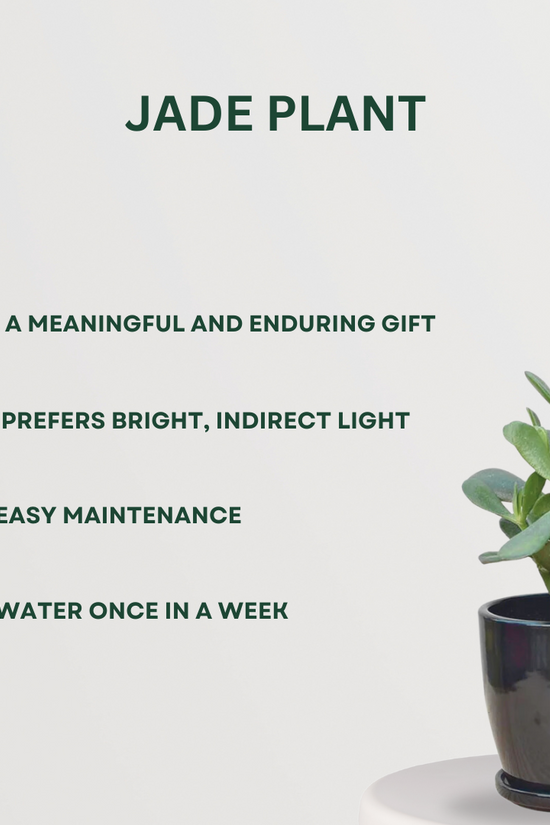 Set of 4 air purifying indoor plants
