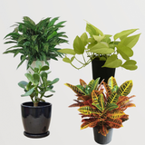 Set of 4 Indoor Plants - Golden Pothos, Jade Plant, Chinese Evergreen, Variegated Croton