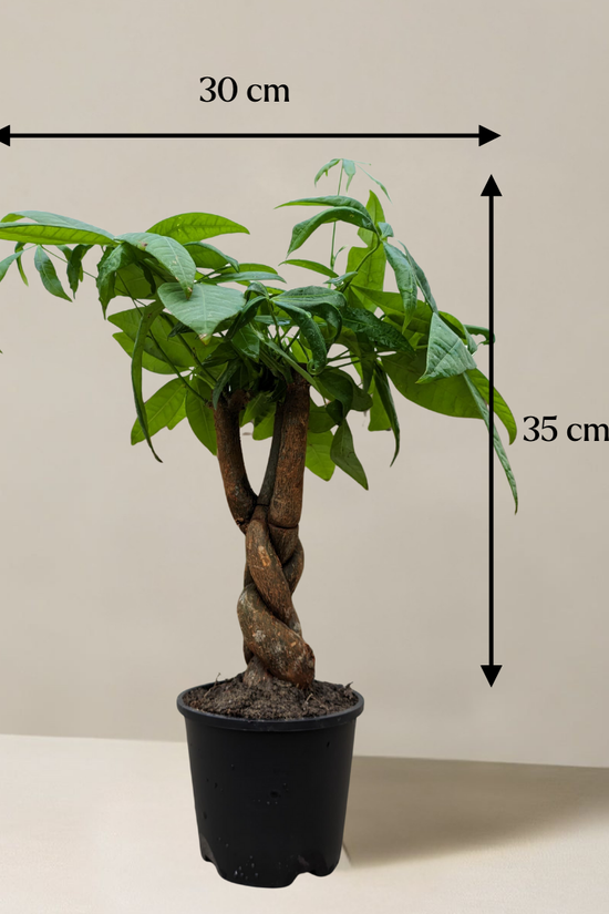 Potted plant with dimensions indicated on a plain background