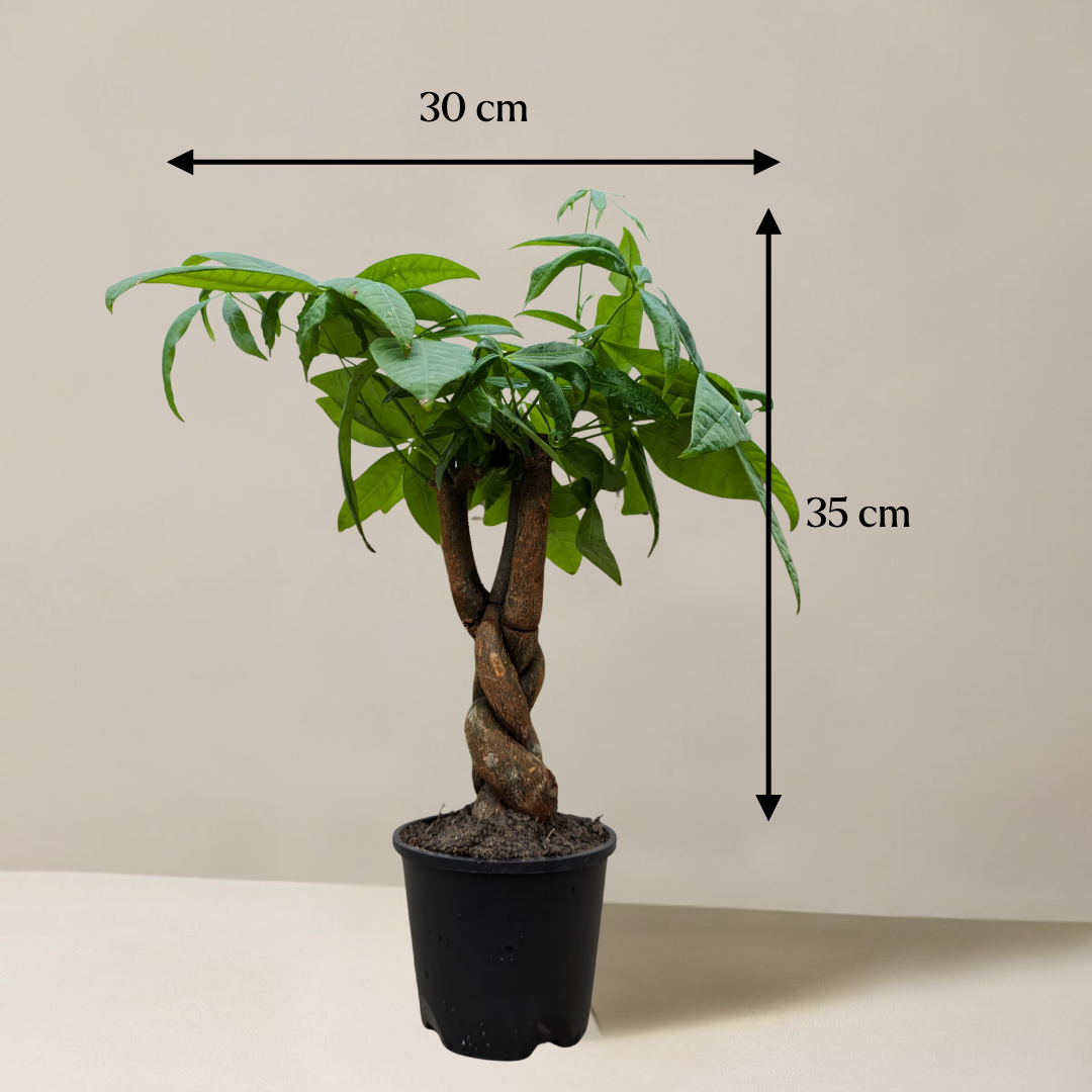 Potted plant with dimensions indicated on a plain background