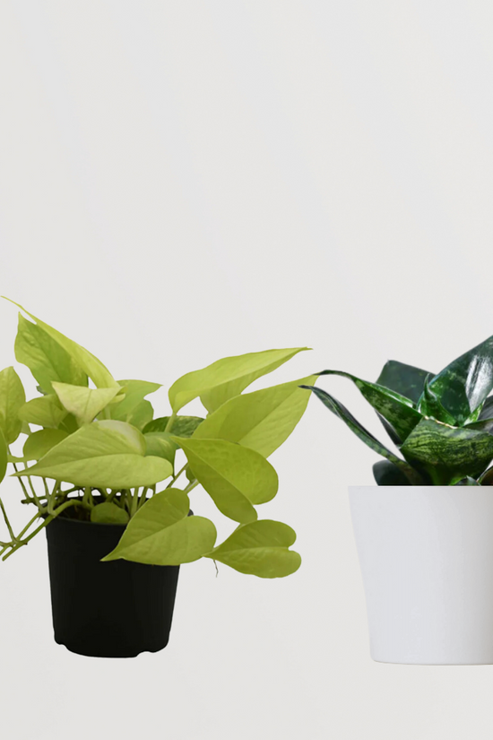 Sleep-promoting plant bundle