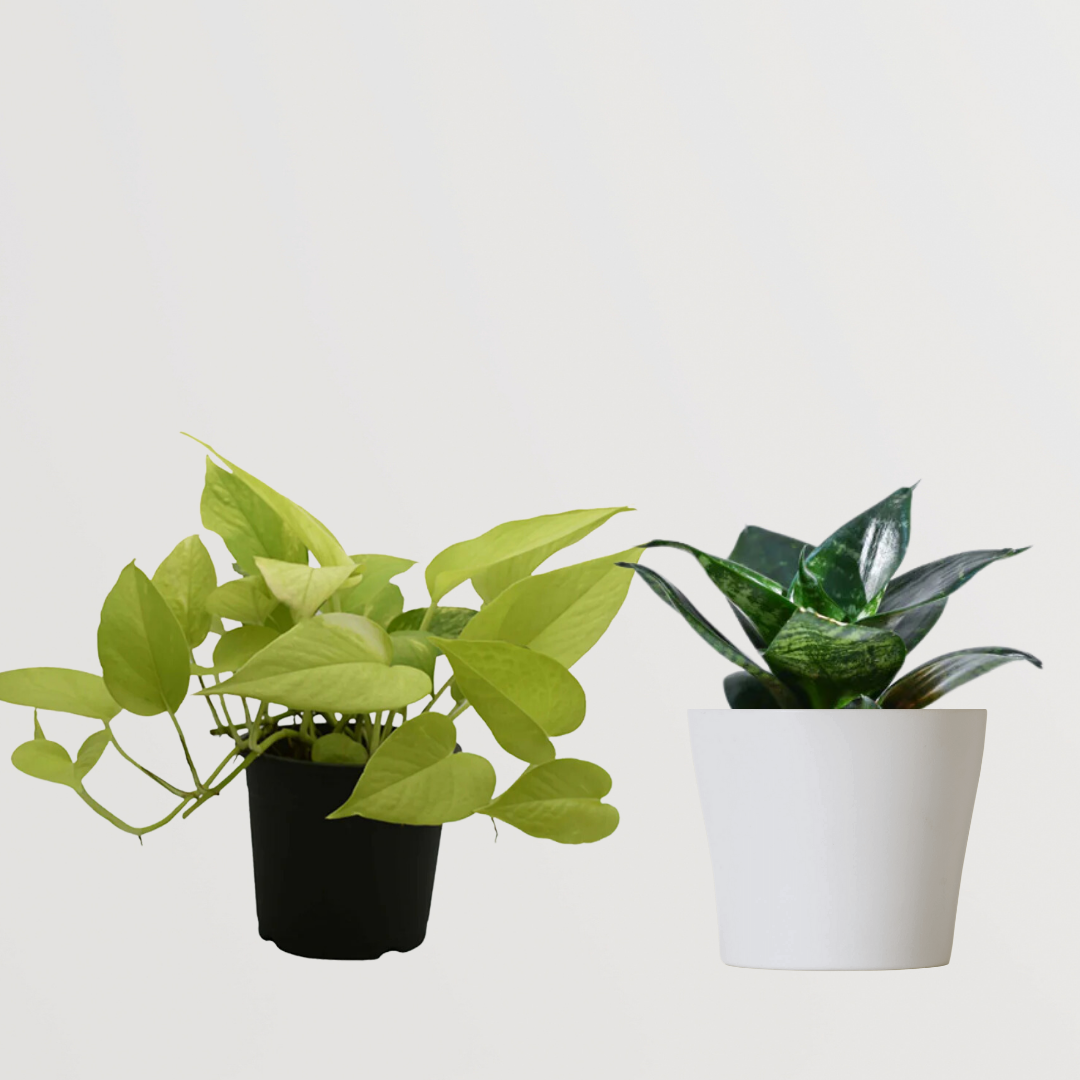 Sleep-promoting plant bundle