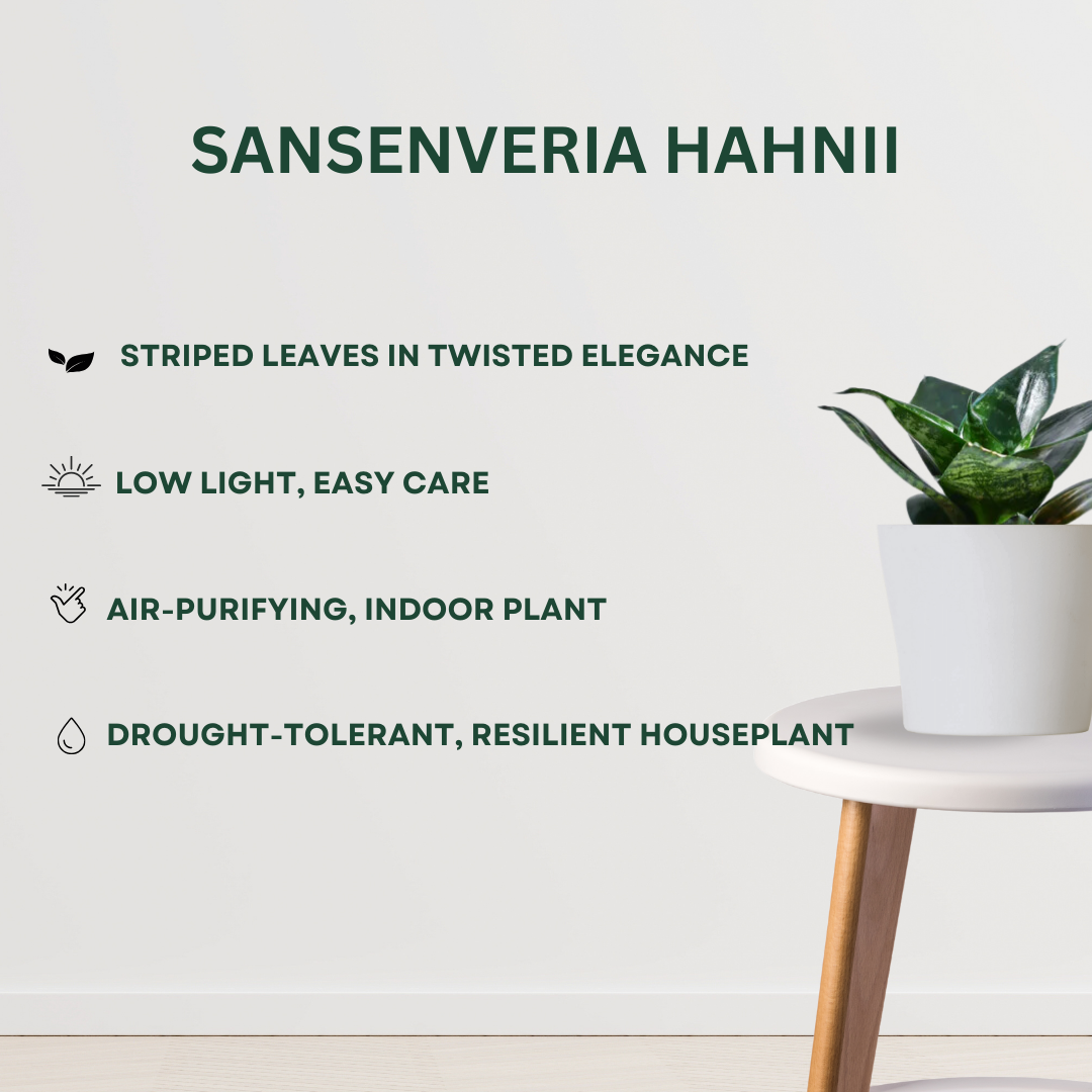 Sleep-promoting plant bundle