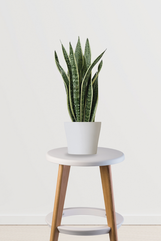 Sansevieria – snake plant
