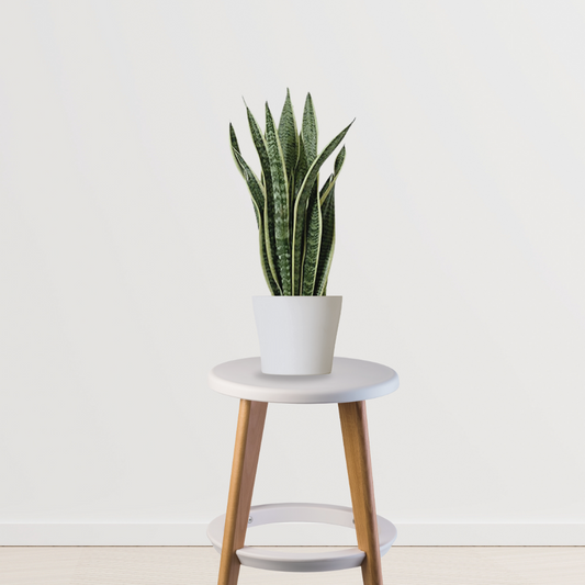 Sansevieria – snake plant

