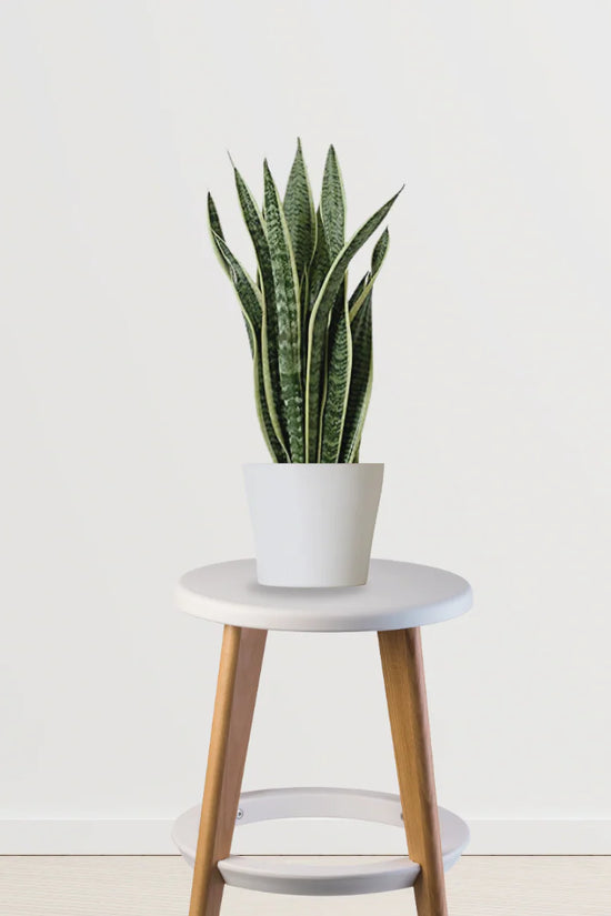 Fresh Air Trio (Spider Plant, Snake Plant, Peace Lily)