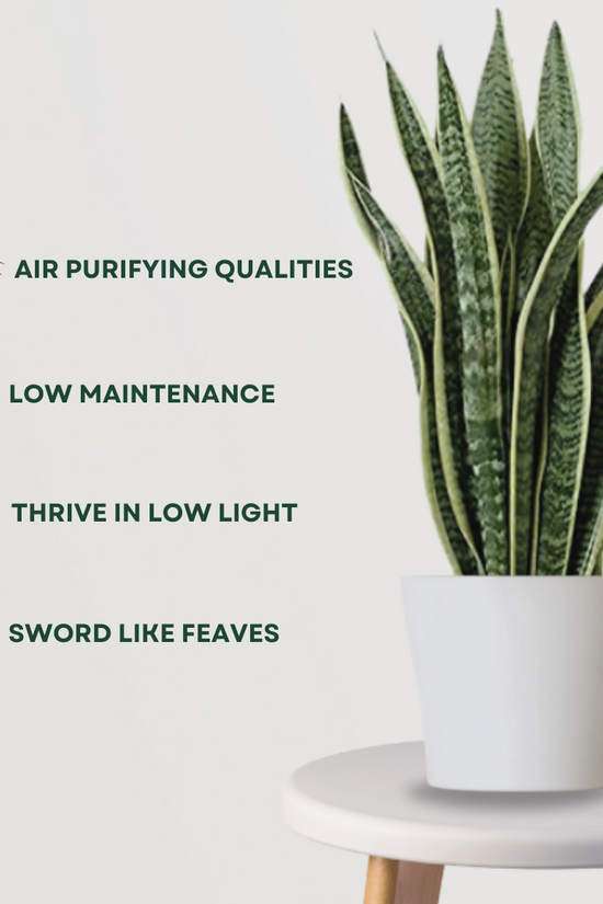 snake plant qualities Snake Plant (Sansevieria) – Gardengram