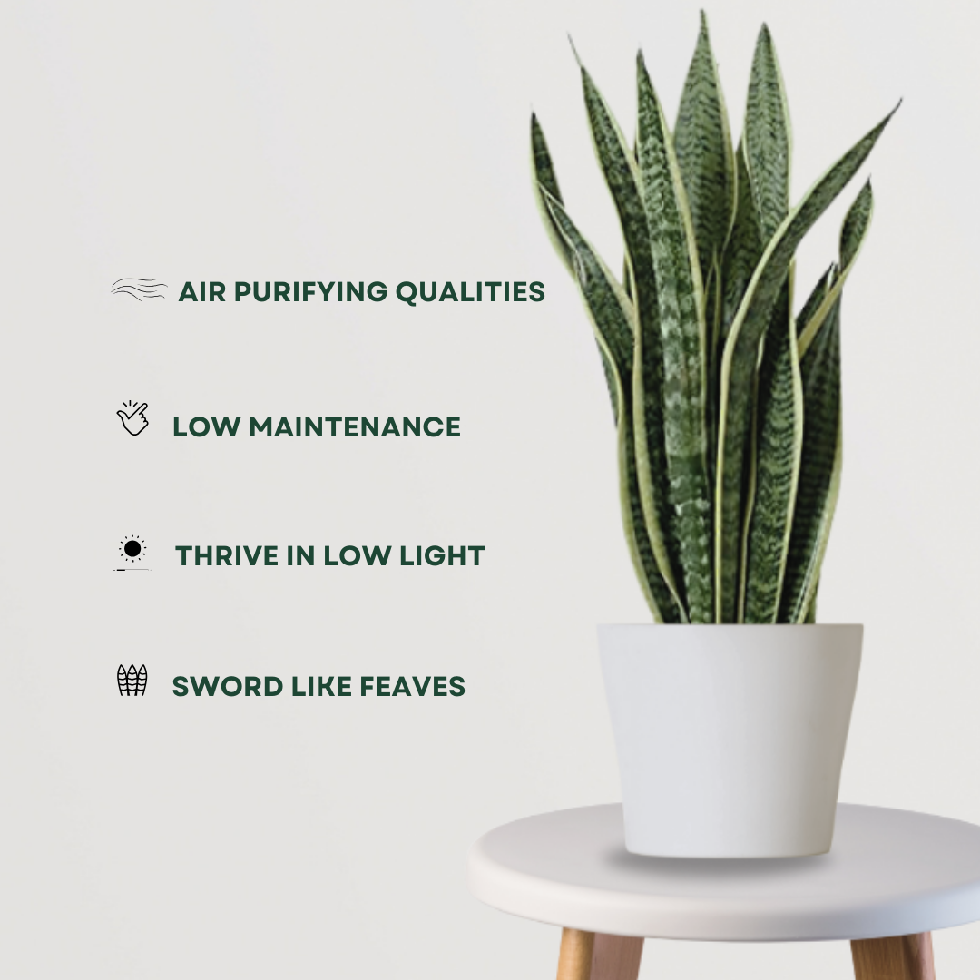 Sansevieria – snake plant
