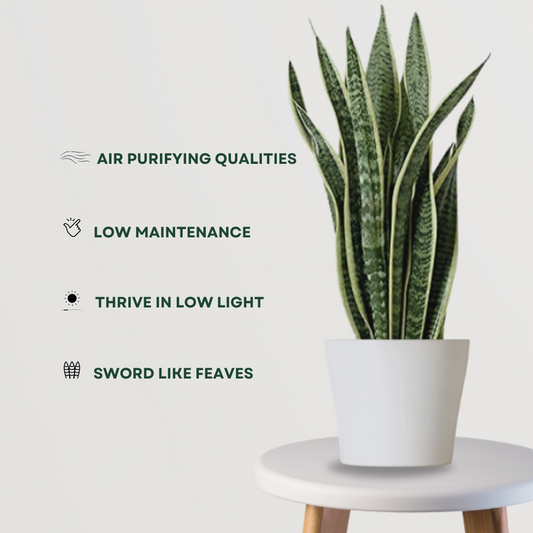 Sansevieria – snake plant
