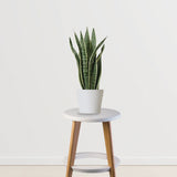 Easy Green Starter Pack(Snake Plant, ZZ Plant, Money Plant)