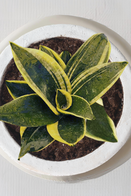 Golden Hahnii snake plant
