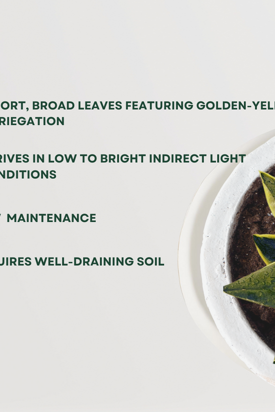 Golden Hahnii snake plant
