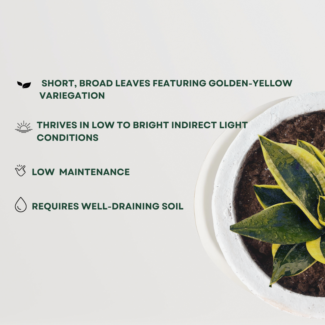 Golden Hahnii snake plant
