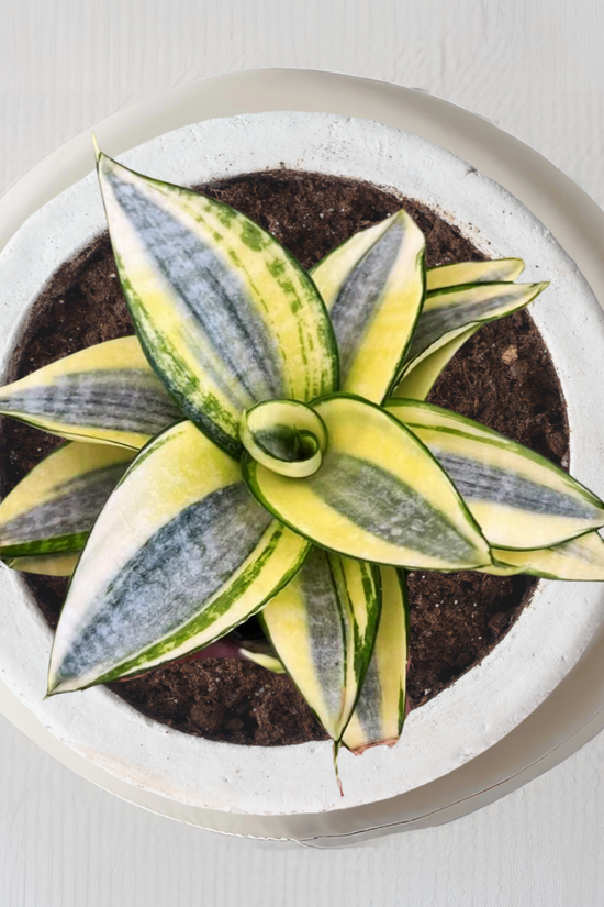 Sansevieria golden variety plant
