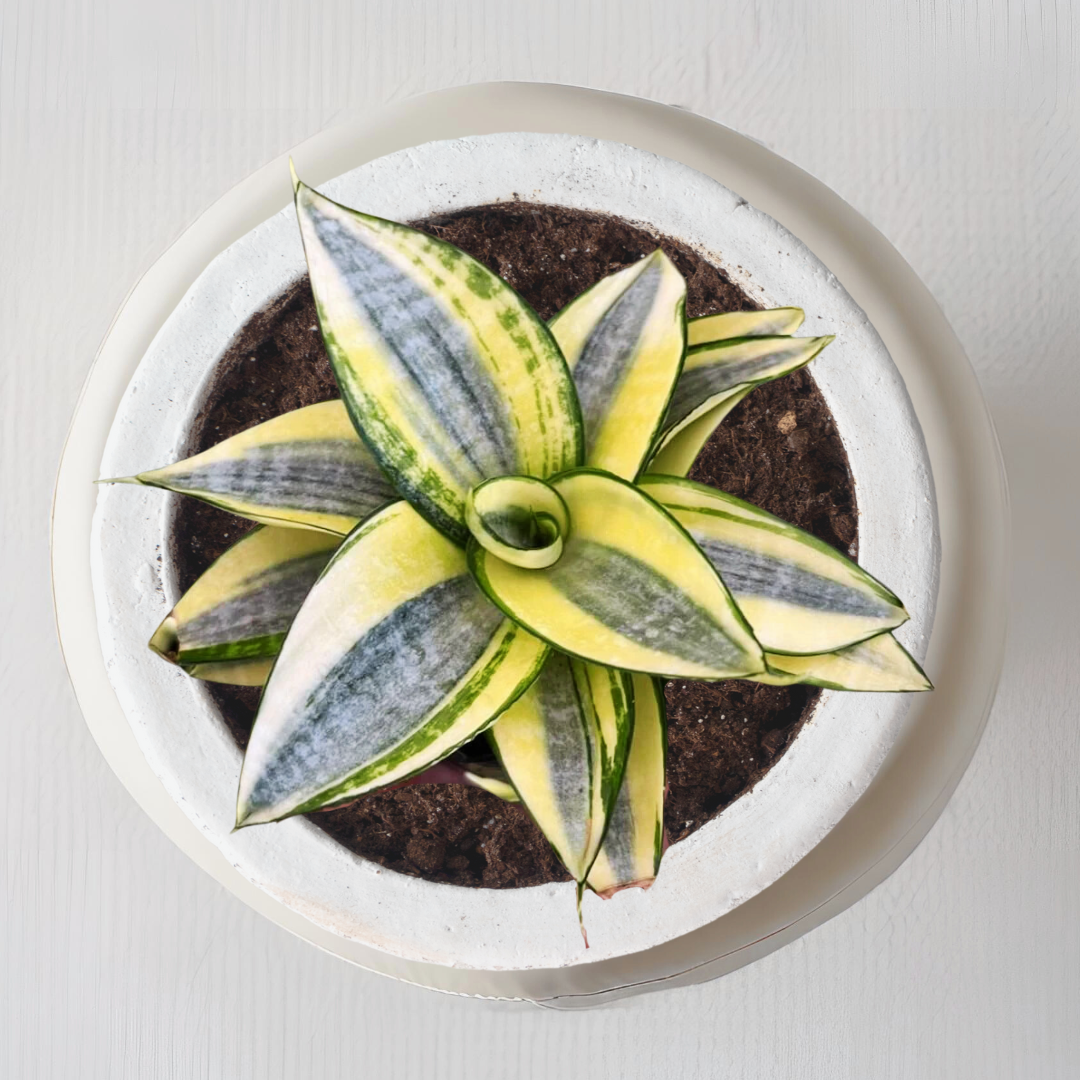 Sansevieria golden variety plant
