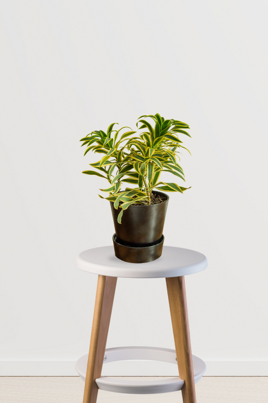 Song of India - Dracaena reflexa
