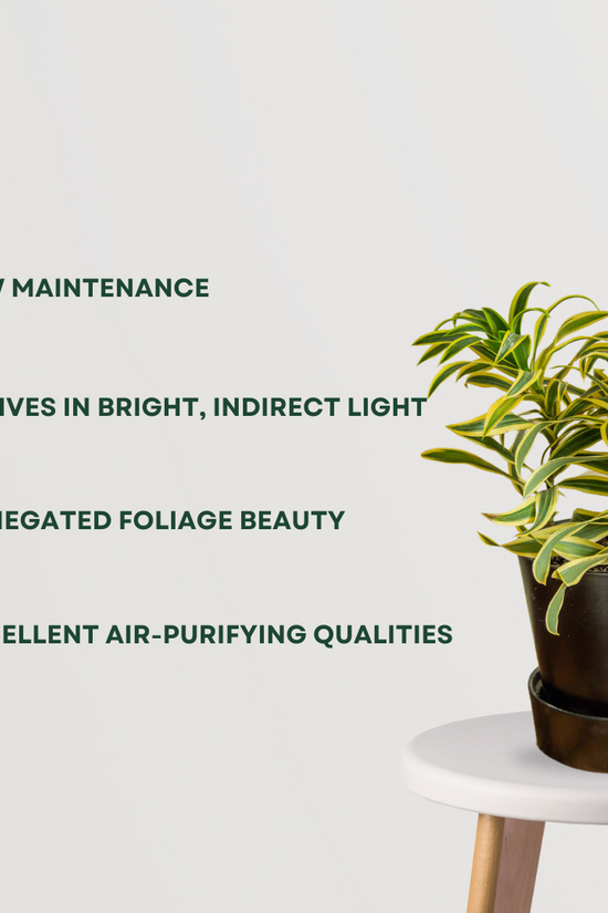 Song of India - Dracaena reflexa
