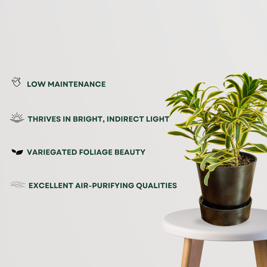 Song of India - Dracaena reflexa
