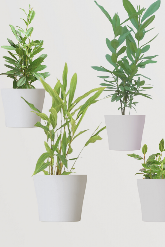 4-in-1 spice garden plant combo