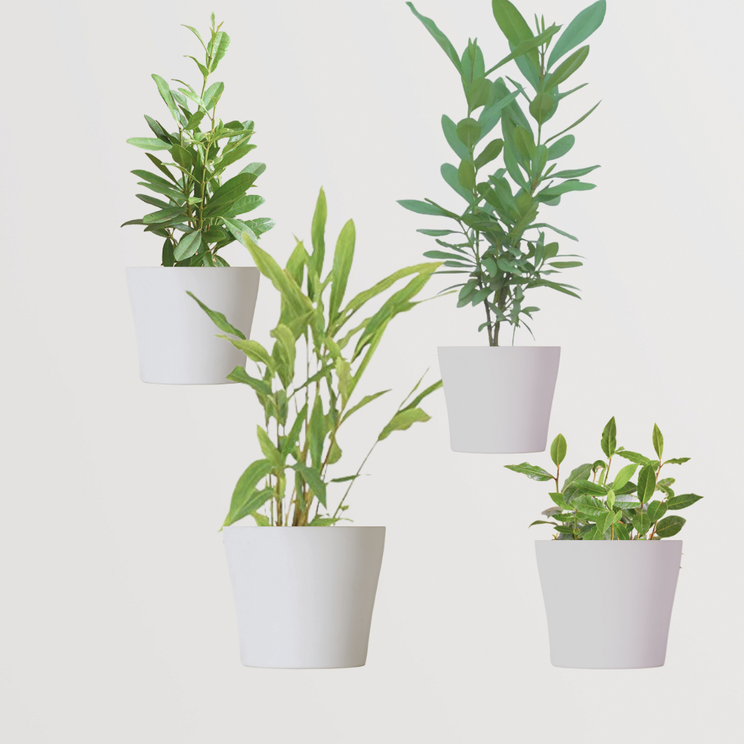 4-in-1 spice garden plant combo