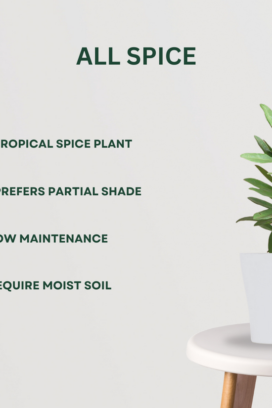 4-in-1 spice garden plant combo