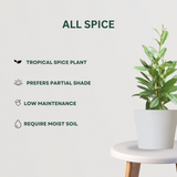 Spice Plant Combo of  4 All Spice - Gardengram 