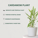 Spice Plant Combo of  4 Cardamom - Gardengram 