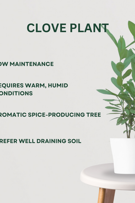 4-in-1 spice garden plant combo