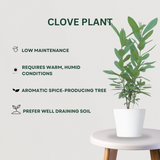 Spice Plant Combo of  4 Clove Plant - Gardengram 