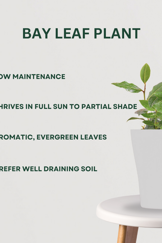 4-in-1 spice garden plant combo 