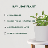Spice Plant Combo of  4 Bay Leaf - Gardengram 
