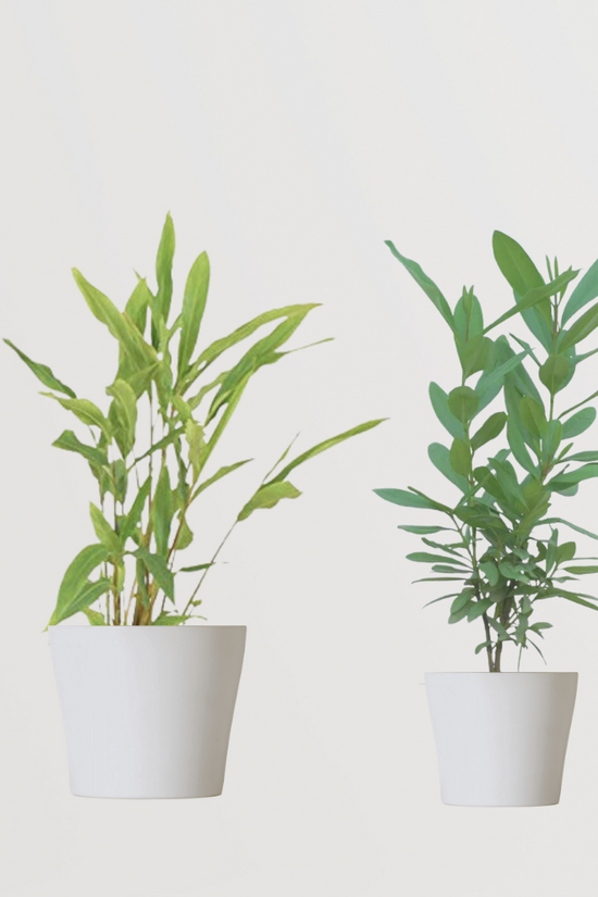 Combo of 2 spice garden plants