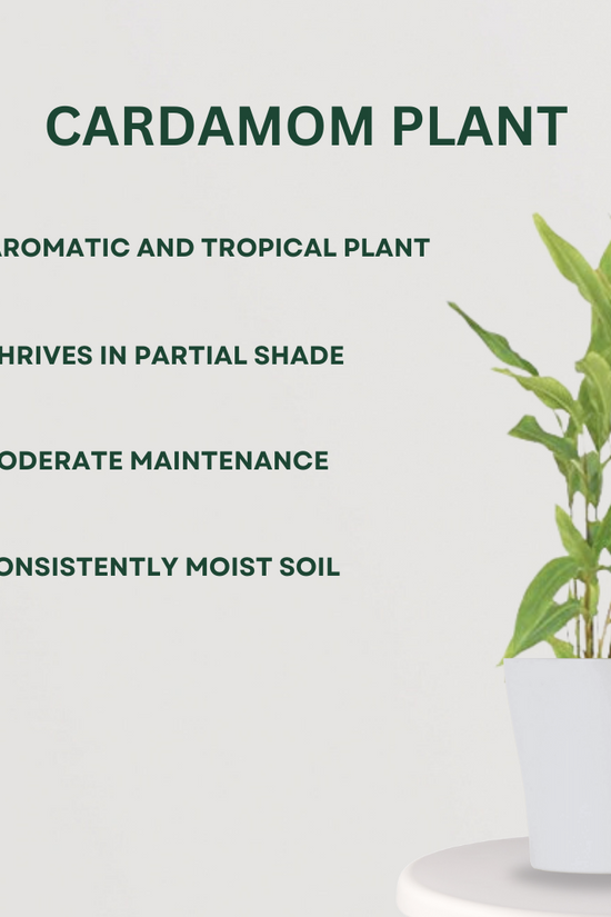 Combo of 2 spice garden plants