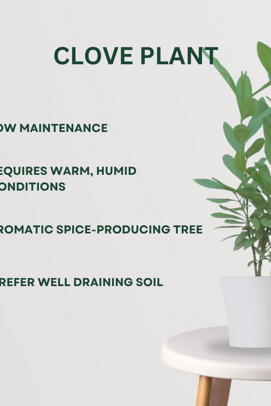 Combo of 2 spice garden plants