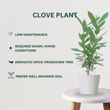 Spice Plant Duo Clove Plant - Gardengram 
