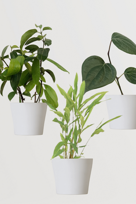 Trio of homegrown spice plants