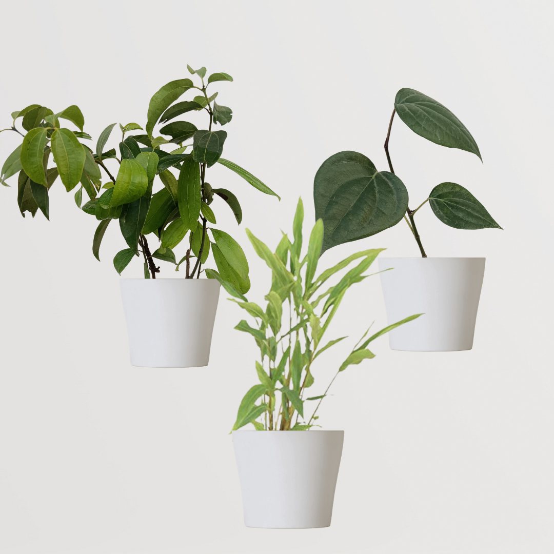 Trio of homegrown spice plants