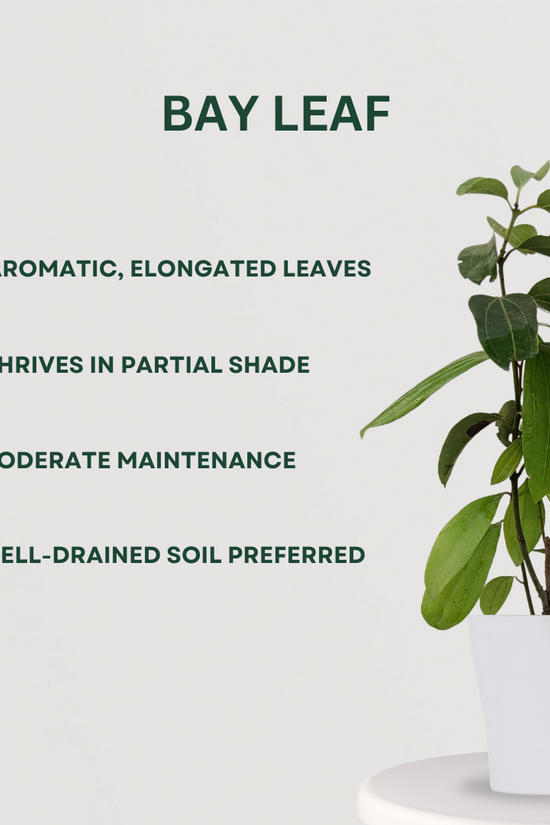 Trio of homegrown spice plants