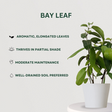 Spice Trio Blend Bay Leaf - Gardengram 