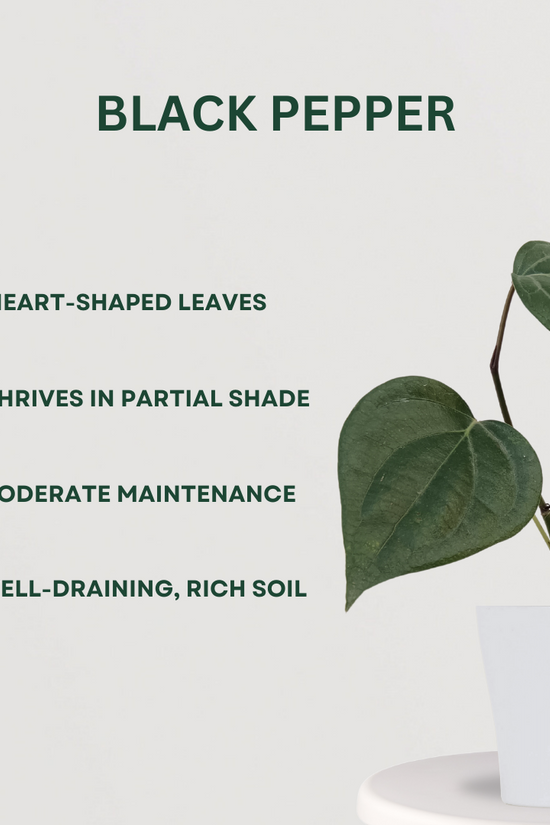 Trio of homegrown spice plants